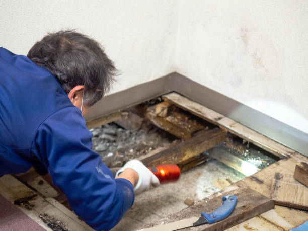 Best Mold Remediation for Schools in Ashland, IL