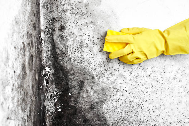 Best Health and Safety Mold Remediation in Ashland, IL