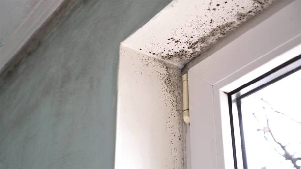 Best Residential Mold Remediation in Ashland, IL