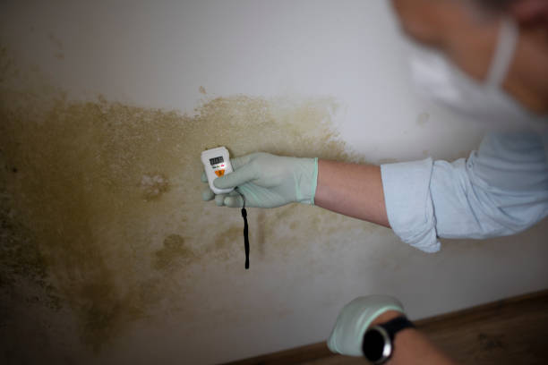 Best Industrial Mold Remediation in Ashland, IL