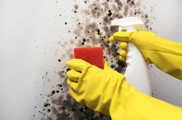 Best DIY Mold Remediation Support Services in Ashland, IL