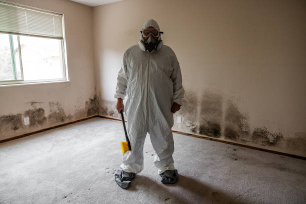 Best Crawl Space Mold Remediation in Ashland, IL
