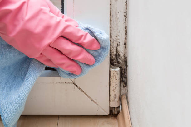 Best Mold Testing and Inspection Services in Ashland, IL
