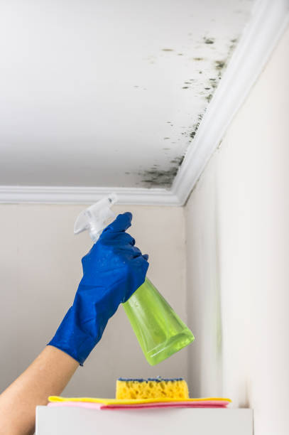 Reliable Ashland, IL Mold Remediation Solutions